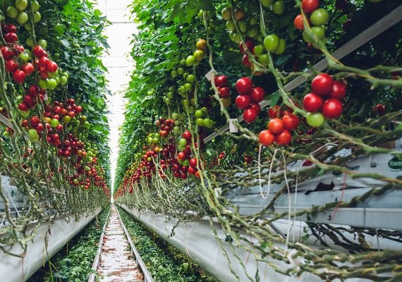 Crops of tomatos - At Mills Nutrients, we want growers all over the world to have access to the nutrients they need to succeed. Because when you put your heart into your grow, you deserve to have your hard work pay off. Mills Nutrients Home