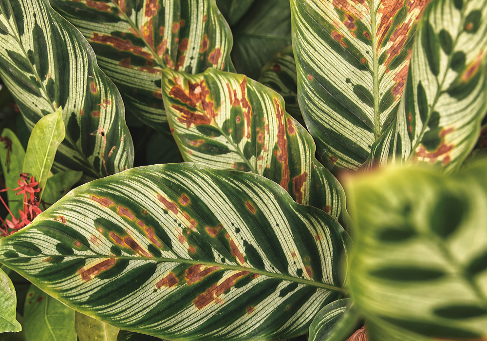 Plant leaf chart showing nutrient deficiency symptoms — visual guide by Mills Nutrients