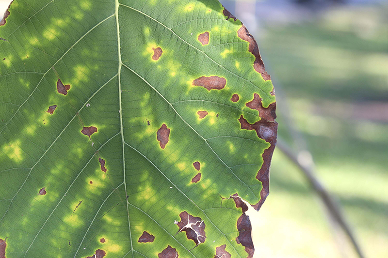 Close-up of plant leaf with potassium deficiency symptoms — Mills Nutrients guide